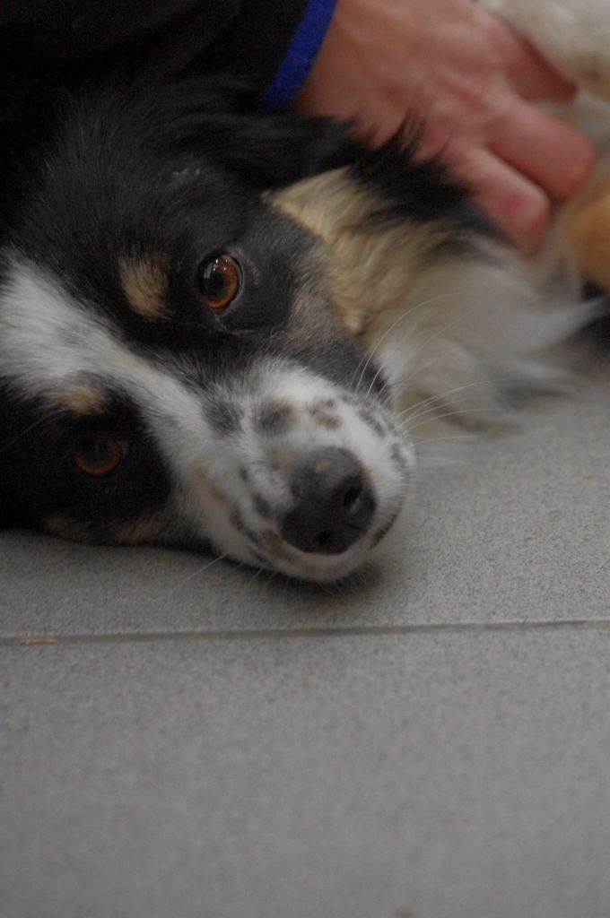 Utopie de l'Angelarde